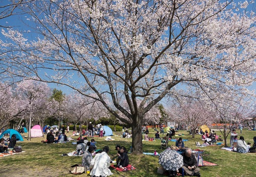 201704031120-DSC01145RX10M3.jpg