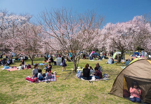 201704031127-DSC01179RX10M3.jpg