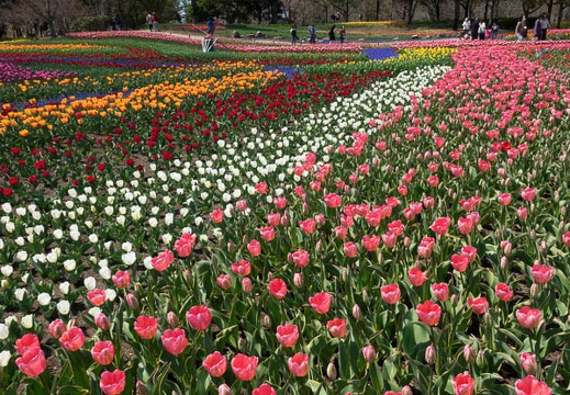 201704031137-DSC01217RX10M3.jpg