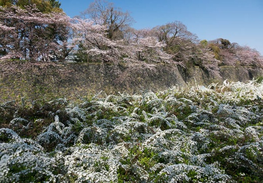 201704040953-DSC01556RX10M3.jpg