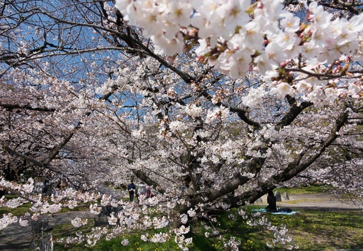 201704041022-DSC01603RX10M3.jpg