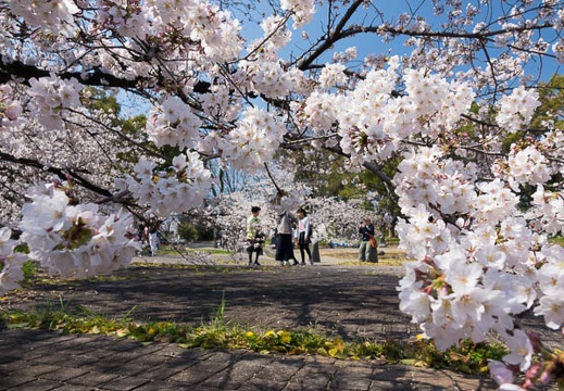 201704041032-DSC01633RX10M3.jpg