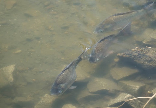 201704041044-DSC01656RX10M3.jpg