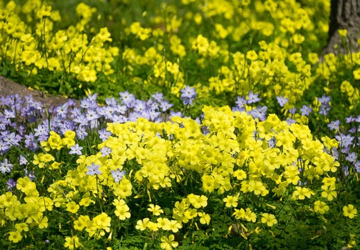 201704041105-DSC01684RX10M3.jpg