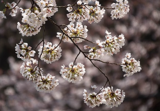 201704041133-DSC01778RX10M3.jpg