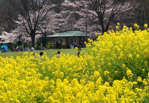 201704041140-DSC01795RX10M3.jpg