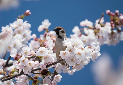 201704041158-DSC01831RX10M3.jpg