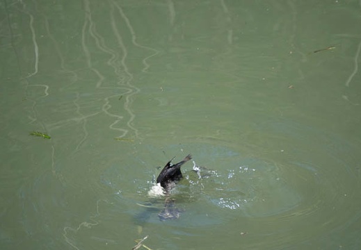 201704041212-DSC01847RX10M3.jpg