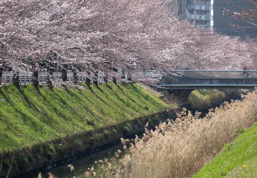 201704041225-DSC01858RX10M3.jpg