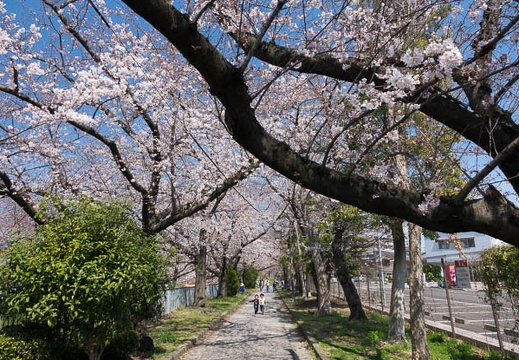 201704041247-DSC01879RX10M3.jpg