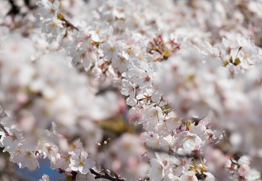 201704041427-DSC01915RX10M3.jpg
