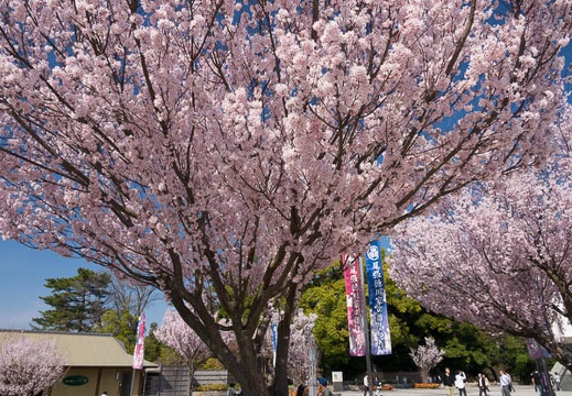 201704041438-DSC01943RX10M3.jpg