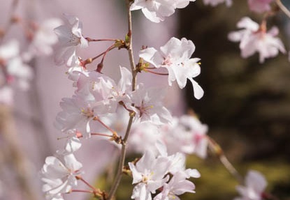 201704041448-DSC01973RX10M3.jpg
