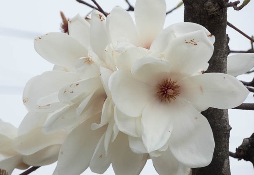 201704051600-P1030916FZ85.jpg