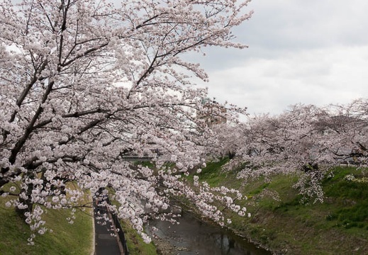 201704061117-DSC02042RX10M3.jpg