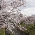 201704061117-DSC02042RX10M3.jpg