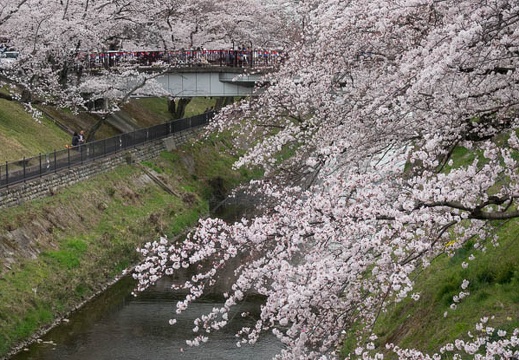 201704061119-DSC02060RX10M3.jpg