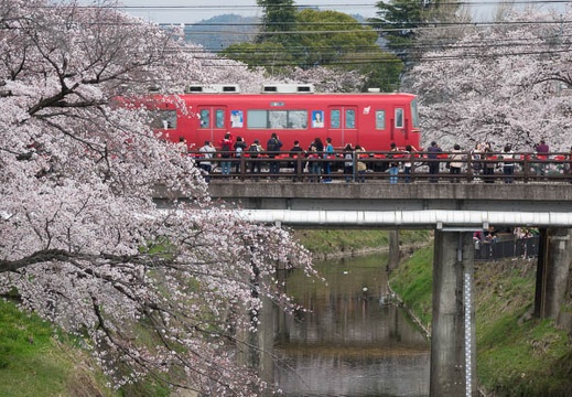 04.06 新境川堤の桜並木