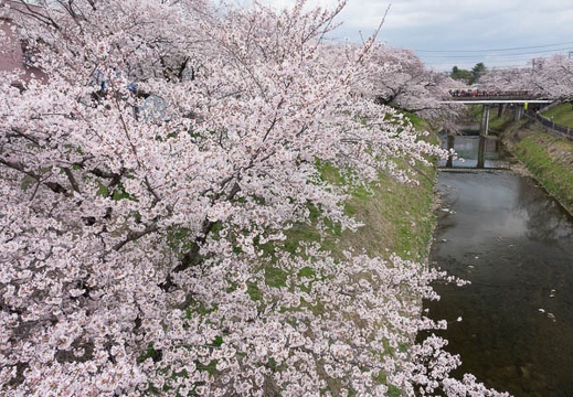 201704061127-DSC02091RX10M3.jpg