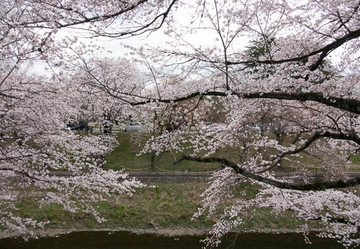 201704061130-DSC02096RX10M3.jpg