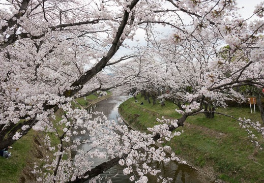 201704061157-DSC02185RX10M3.jpg