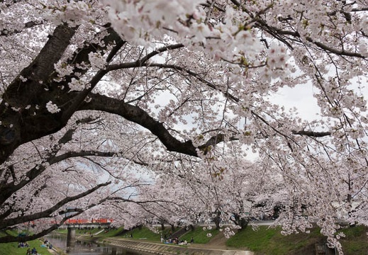 201704061208-DSC02227RX10M3.jpg