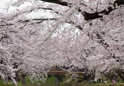 201704061213-DSC02248RX10M3.jpg