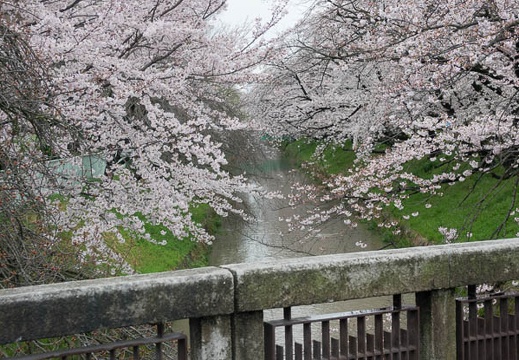 201704071412-DSC02599RX10M3.jpg