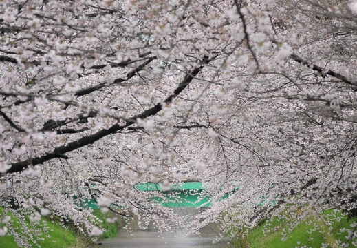201704071430-DSC02647RX10M3.jpg