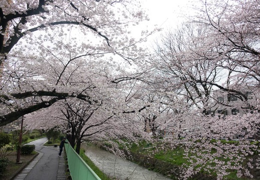 201704071433-DSC02661RX10M3.jpg