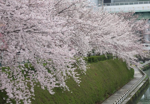 201704071515-DSC02777RX10M3.jpg