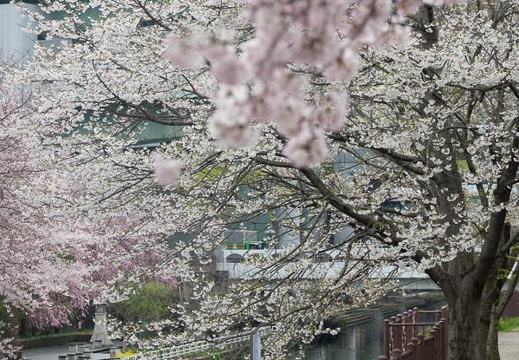 201704071516-DSC02782RX10M3.jpg