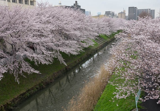 201704071536-DSC02835RX10M3.jpg