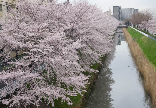201704071539-DSC02854RX10M3.jpg