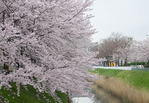 201704071543-DSC02864RX10M3.jpg