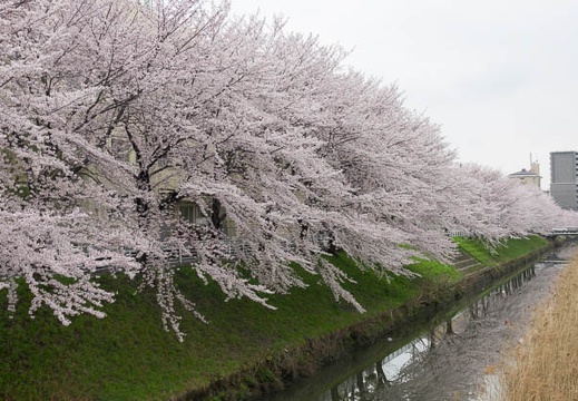 201704071545-DSC02875RX10M3.jpg