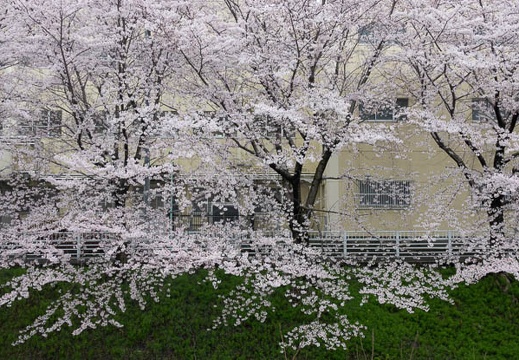 201704071547-DSC02886RX10M3.jpg