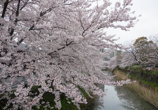 201704071559-DSC02926RX10M3.jpg