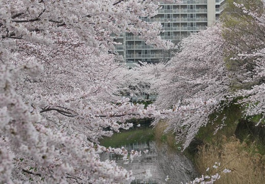 201704071559-DSC02929RX10M3.jpg