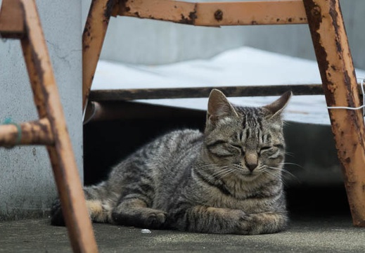 201704071612-DSC02978RX10M3.jpg
