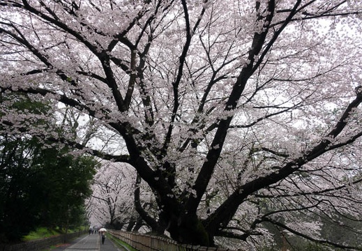 201704081032-DSC03206RX10M3.jpg