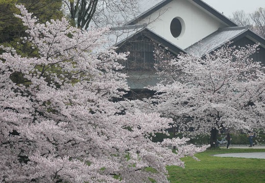 201704081105-DSC03318RX10M3.jpg