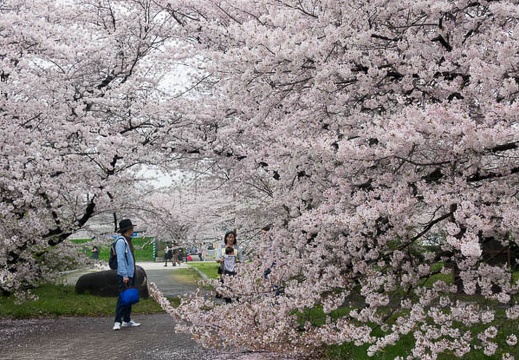 201704081113-DSC03340RX10M3.jpg