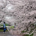 201704081113-DSC03340RX10M3.jpg