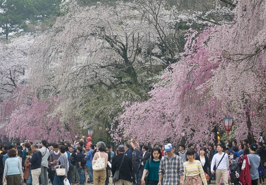 201704081138-DSC03366RX10M3.jpg