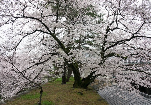 201704081146-DSC03380RX10M3.jpg
