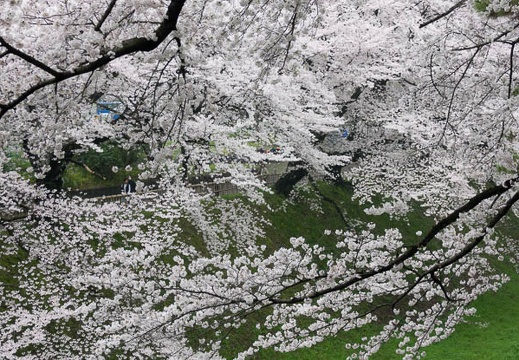 201704081154-DSC03425RX10M3.jpg