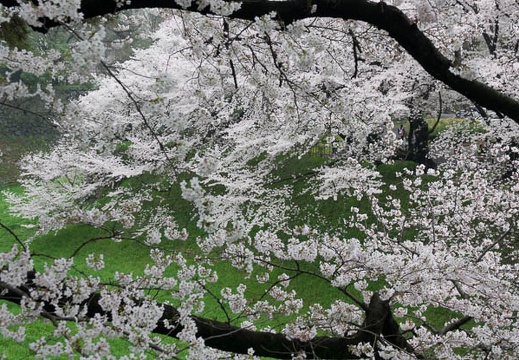 201704081158-DSC03443RX10M3.jpg