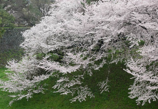 201704081200-DSC03457RX10M3.jpg