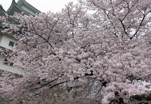 201704081216-DSC03513RX10M3.jpg